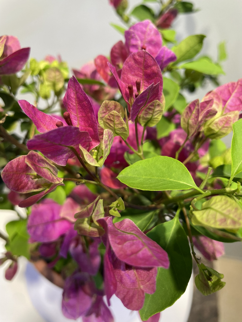 紫色系的三角梅我只卖这款—紫九月 紫色勤花系列,颜色好看,重要的是