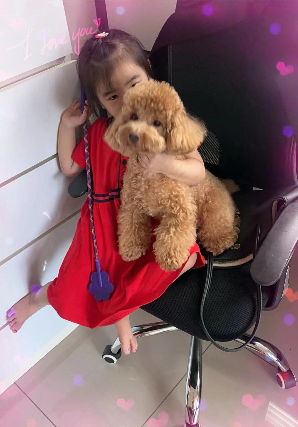 二,影响犬寿命的因素犬寿命与品种,性别,体型,饲养条件,运动,疾病等