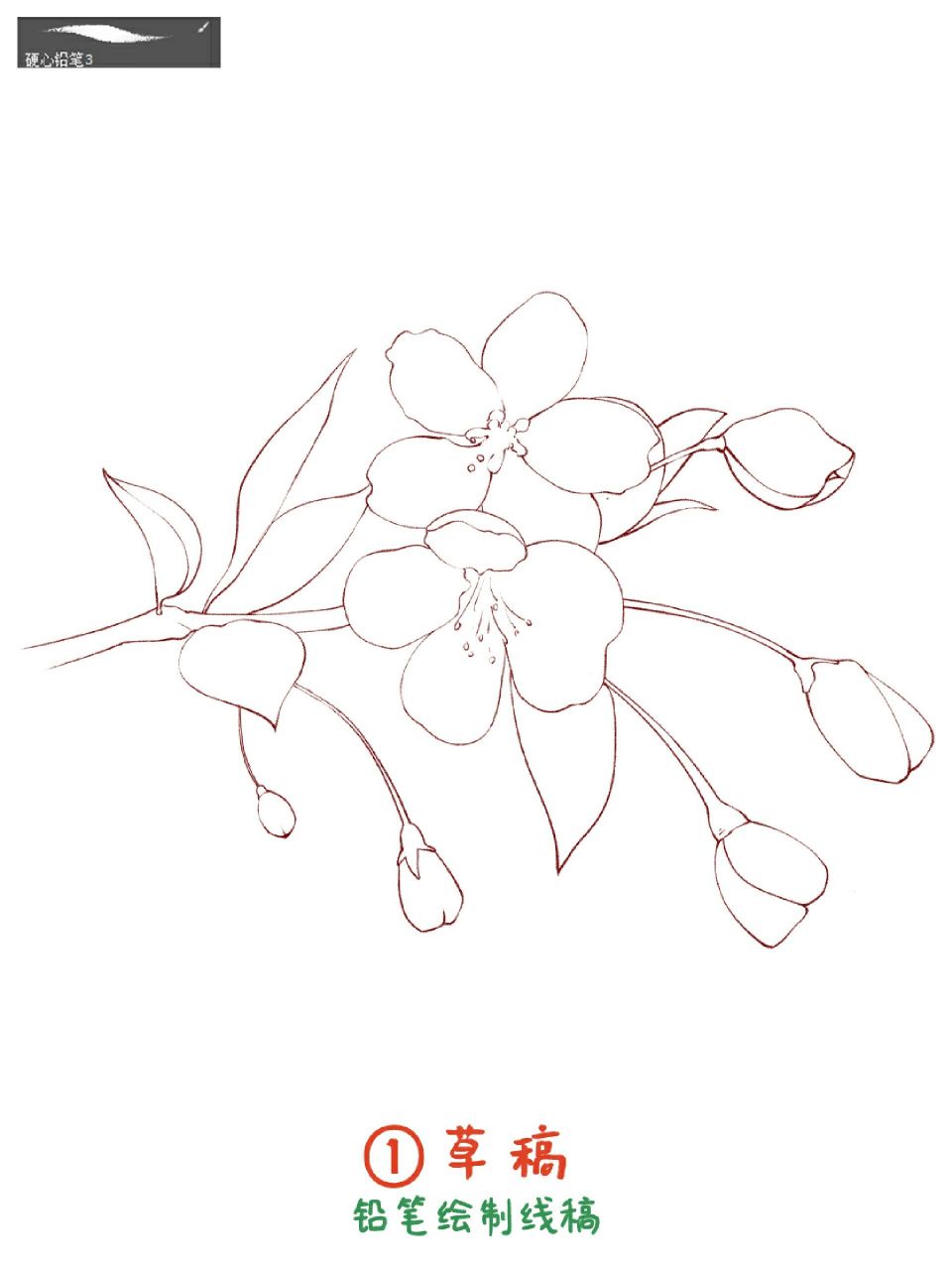 海棠花画法‖小物件插画教程 今天来画海棠花 工具0015:procreate