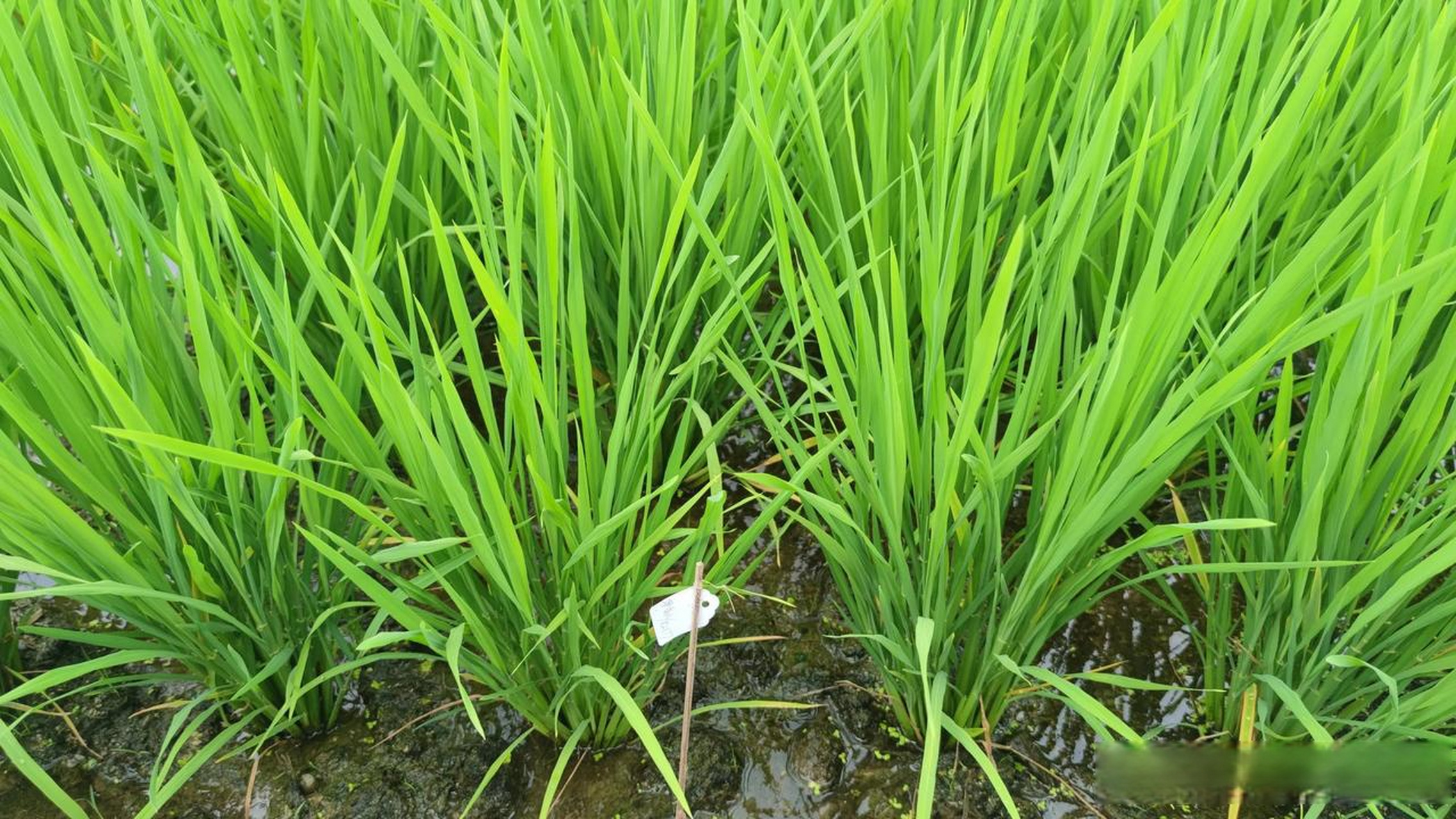 那么,水稻拔节期应该怎样施肥呢?