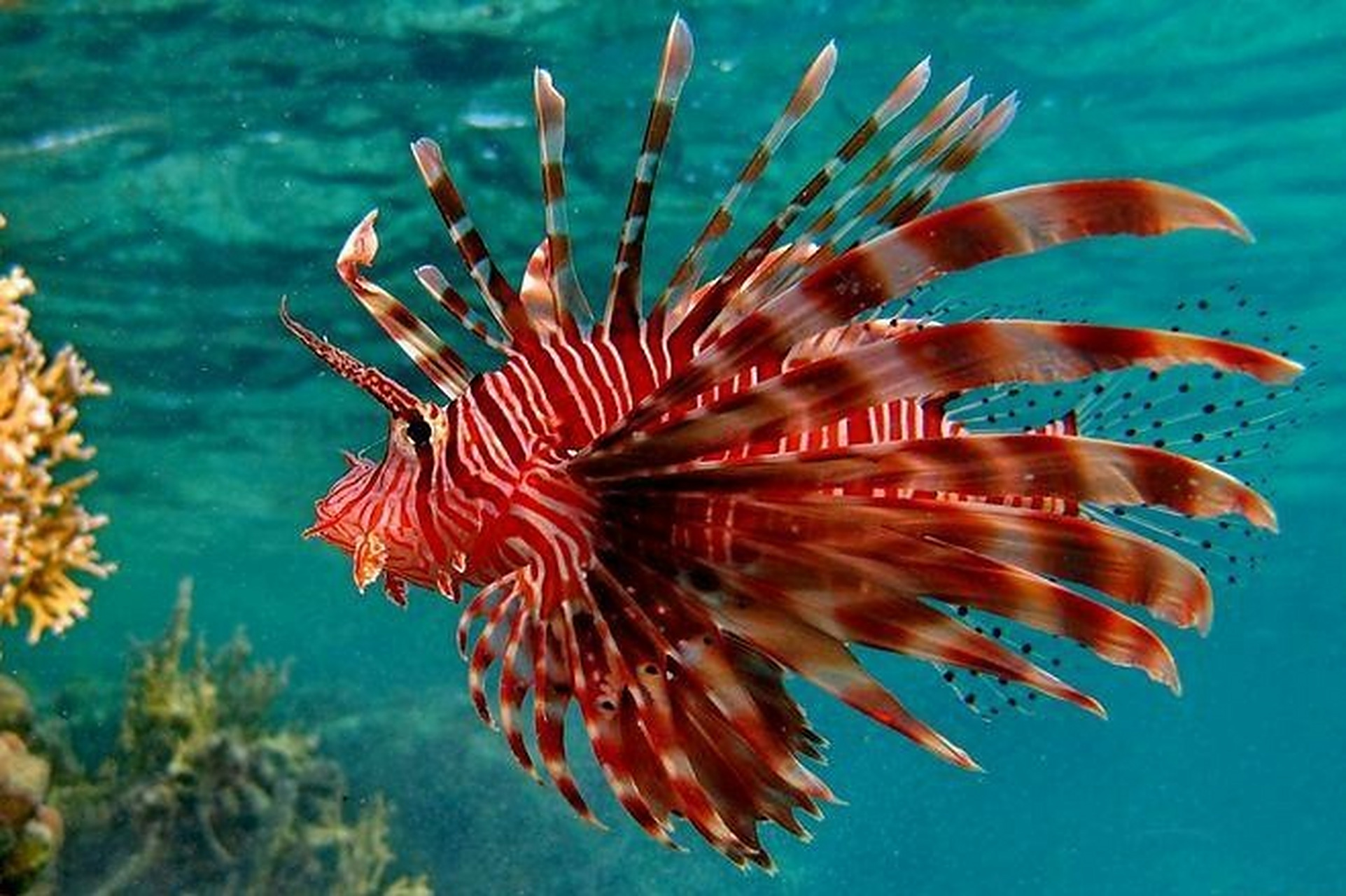 【d4】每天带你认识1种海洋生物:狮子鱼 95狮子鱼,学名:蓑鲉,长长的