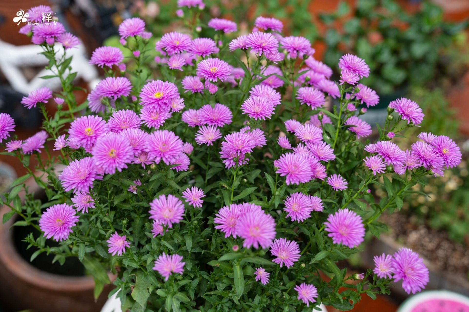 紫菀,自带仙气的冷门花卉 丝状花瓣,妖冶 紫菀,自带仙气的冷门花卉