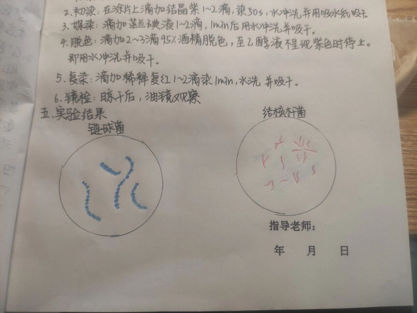 微生物实验报告 金黄色葡萄球菌 肺炎链球菌 脑膜炎奈瑟菌 淋病奈瑟菌