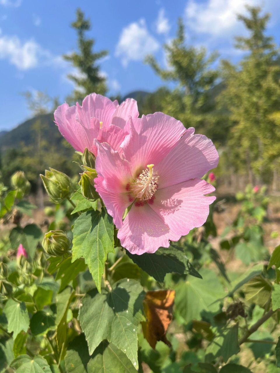 木芙蓉 | 木末芙蓉花,山中发红萼 花名:木芙蓉 科属:锦葵科,木槿属