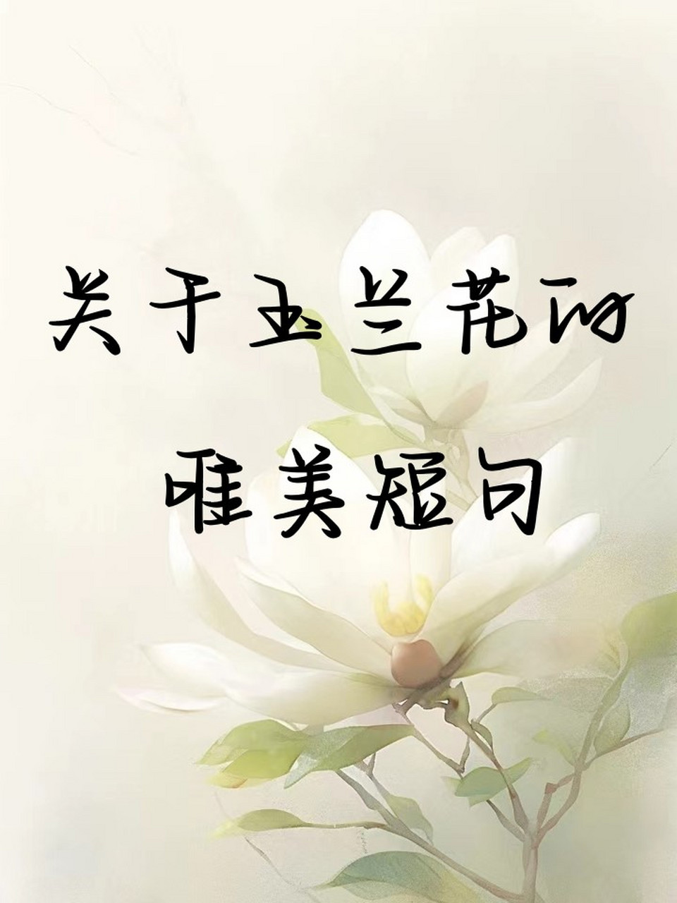 96玉兰花语,静默而深情,诉说着春天的秘密.