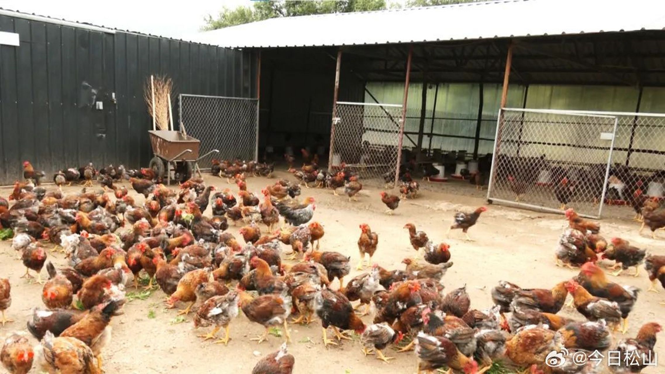 【大夫营子乡曹家沟村:发展集体经济 赋能乡村振兴】发展壮大村级集体