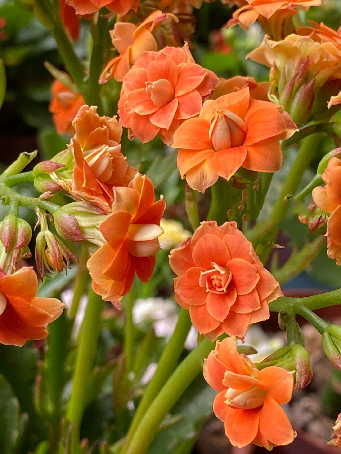 鹿角橙～(74)记录长寿花的日常 鹿角橙～非常漂亮的橙色,大高个的鹿角