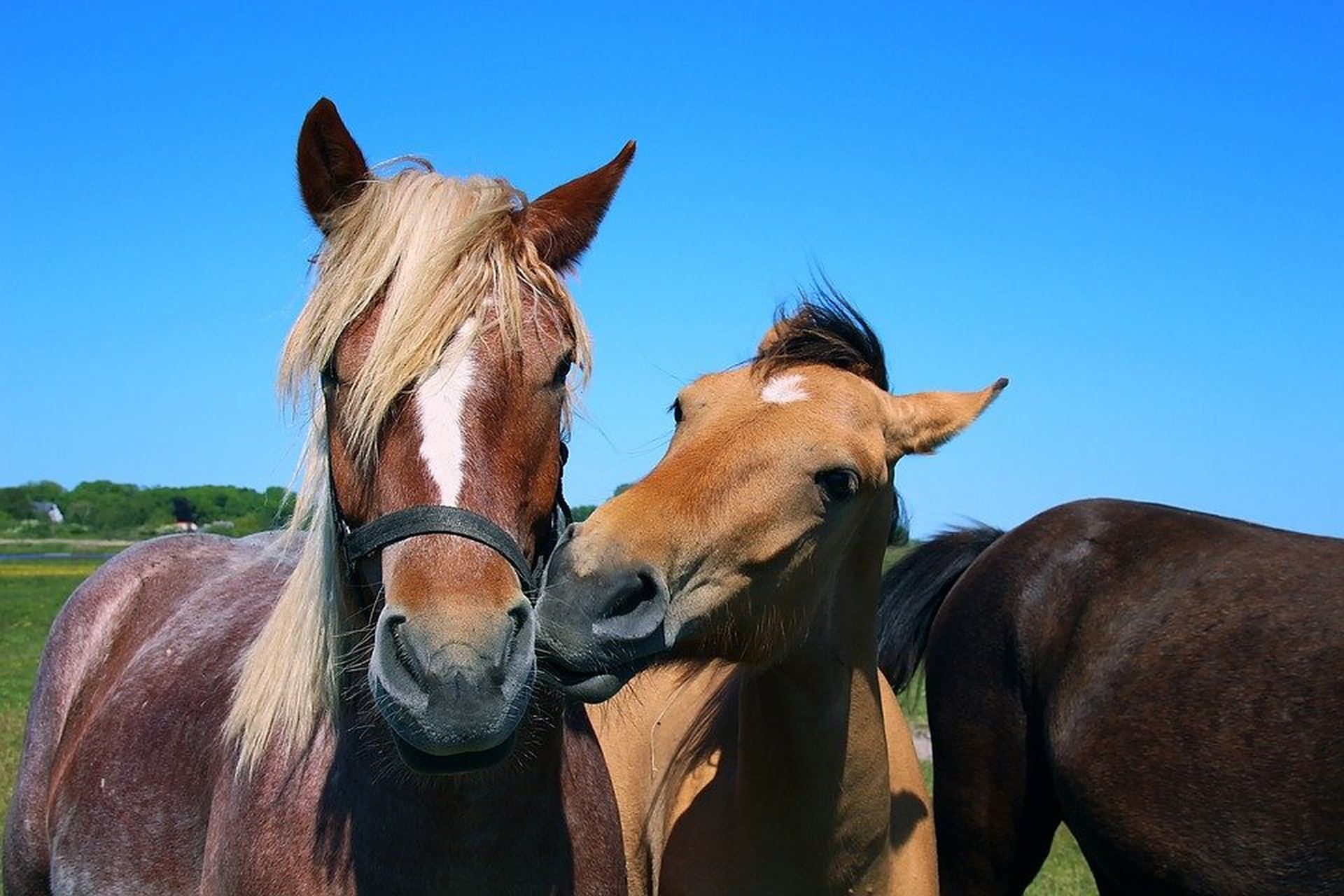 一只马儿正在偷偷亲吻另一头帅气的"欧巴".#动物趣图
