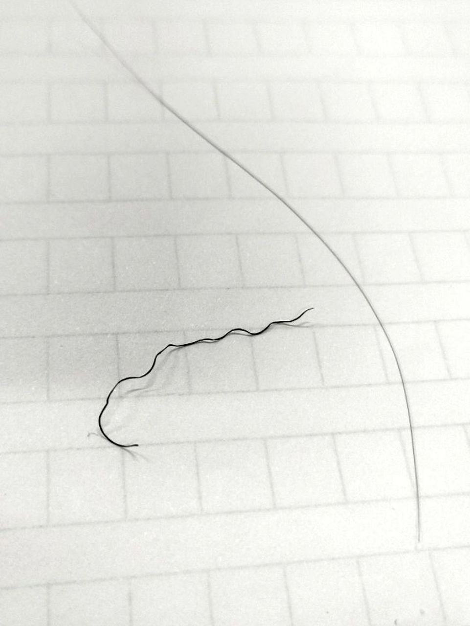 拥有一根钢丝球一样硬的头发 就长在后脑勺耳下,另一根是我的正常头发