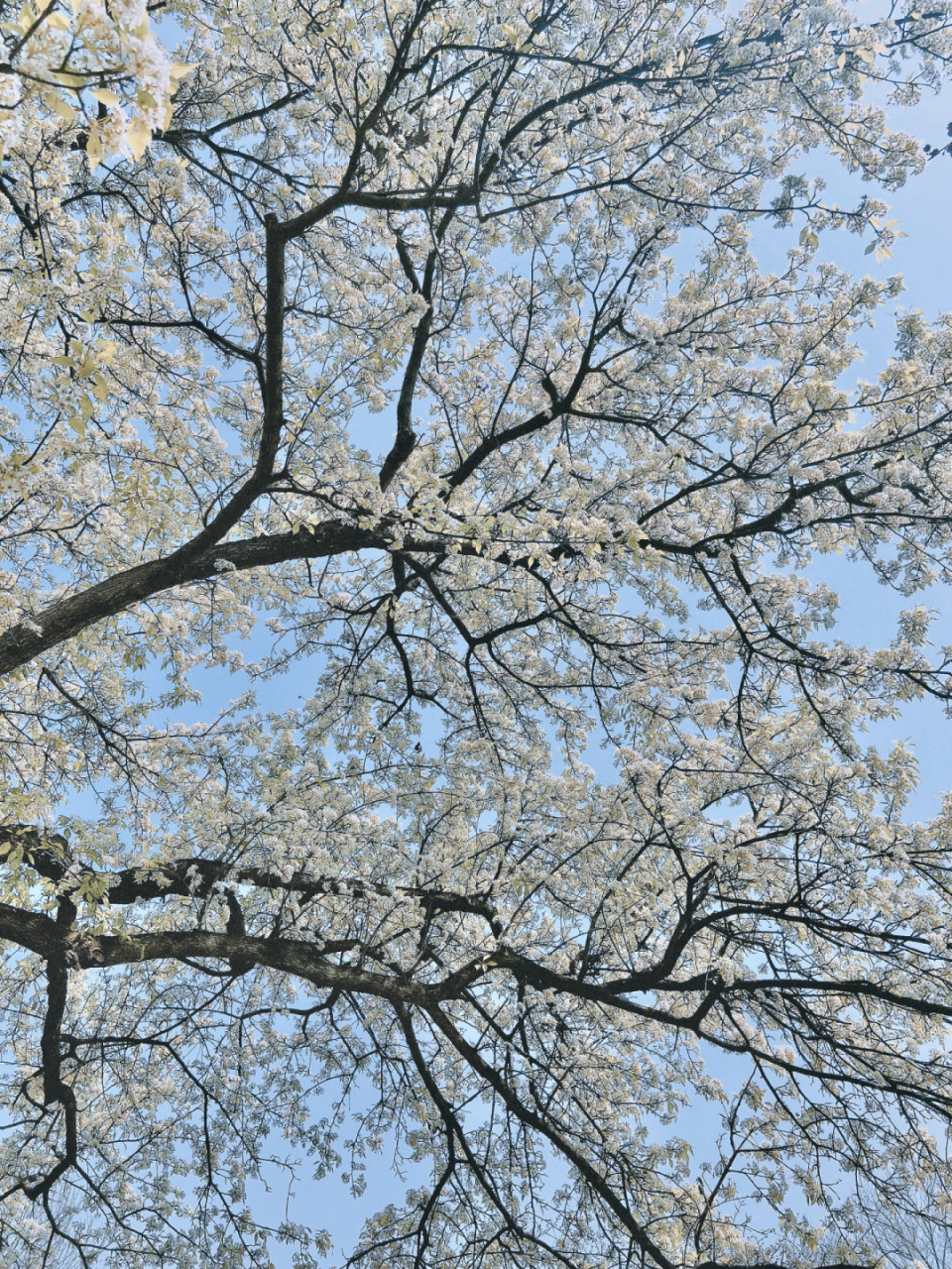 分享武汉78处绝美梨花观赏地7515 	 7815青山公园(p1-p4