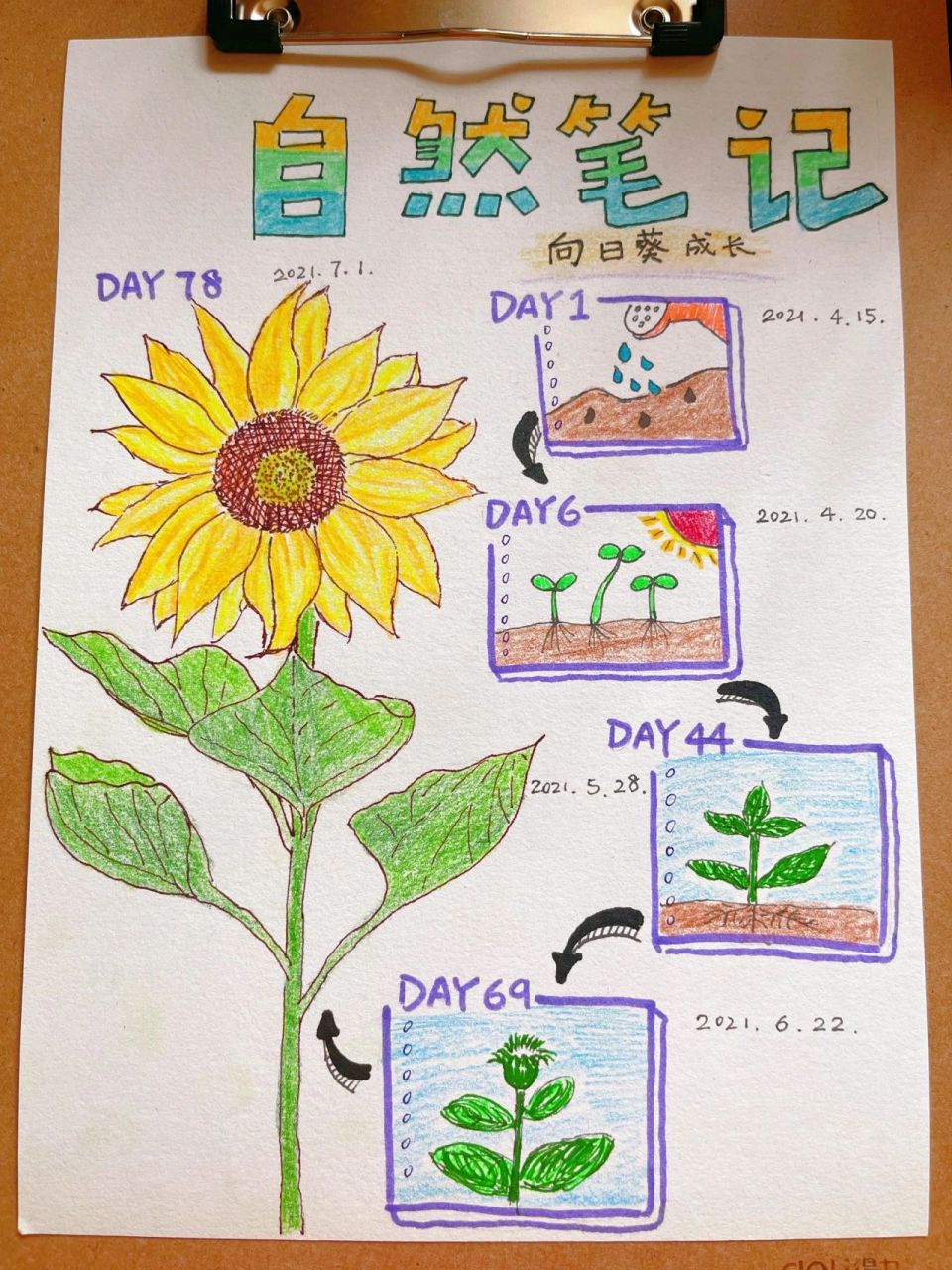 我的植物画报二年级图片