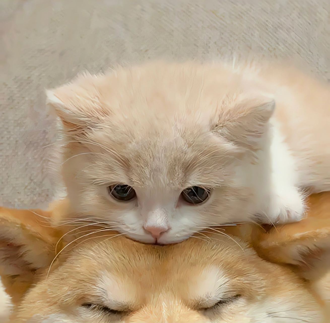 狗狗和猫猫的情头也太可爱了,谁能抗拒呢