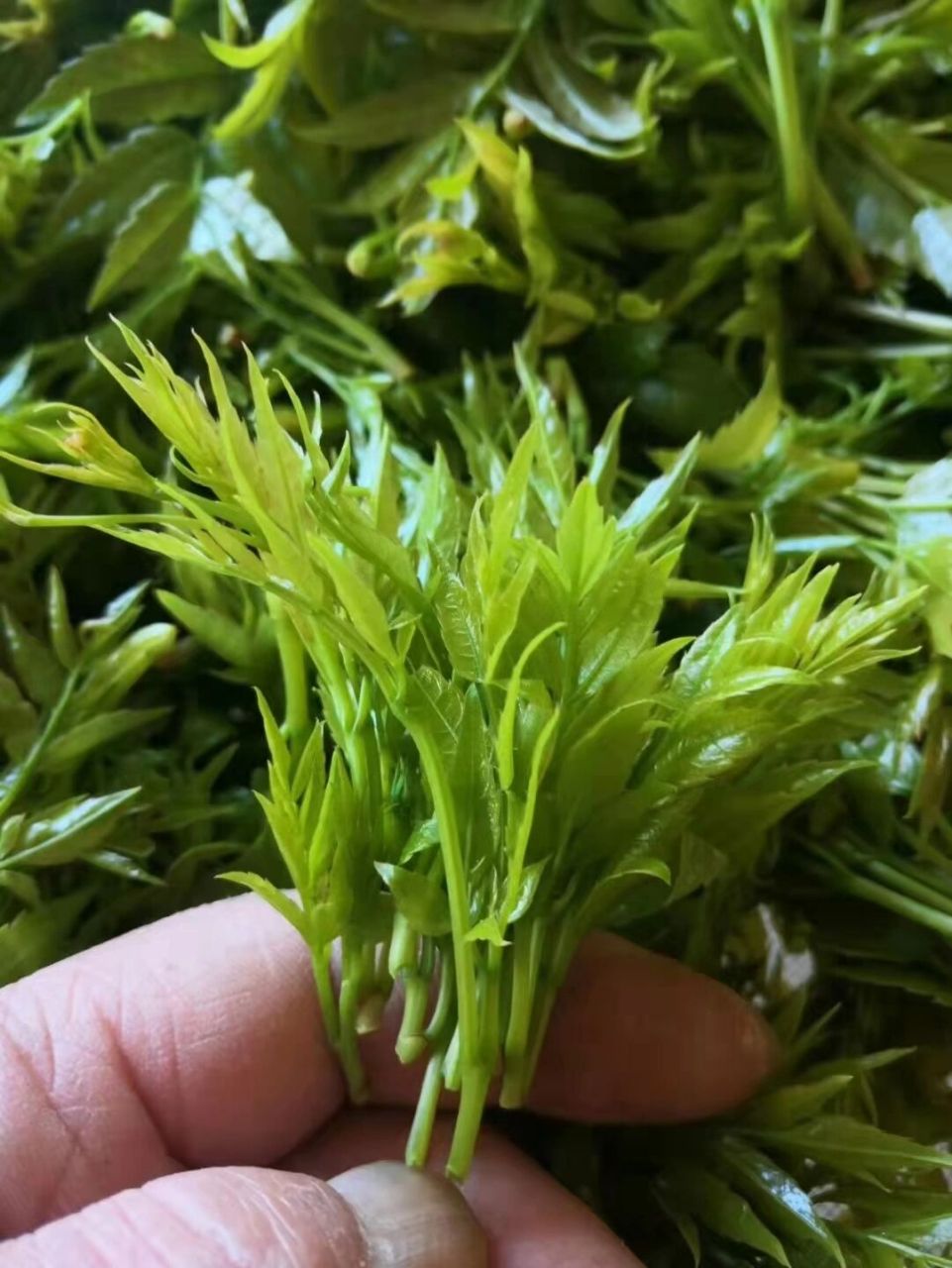 莓茶 咽喉炎 免疫力低 用嗓过度者的福星 张家界莓茶是一种不可多得的