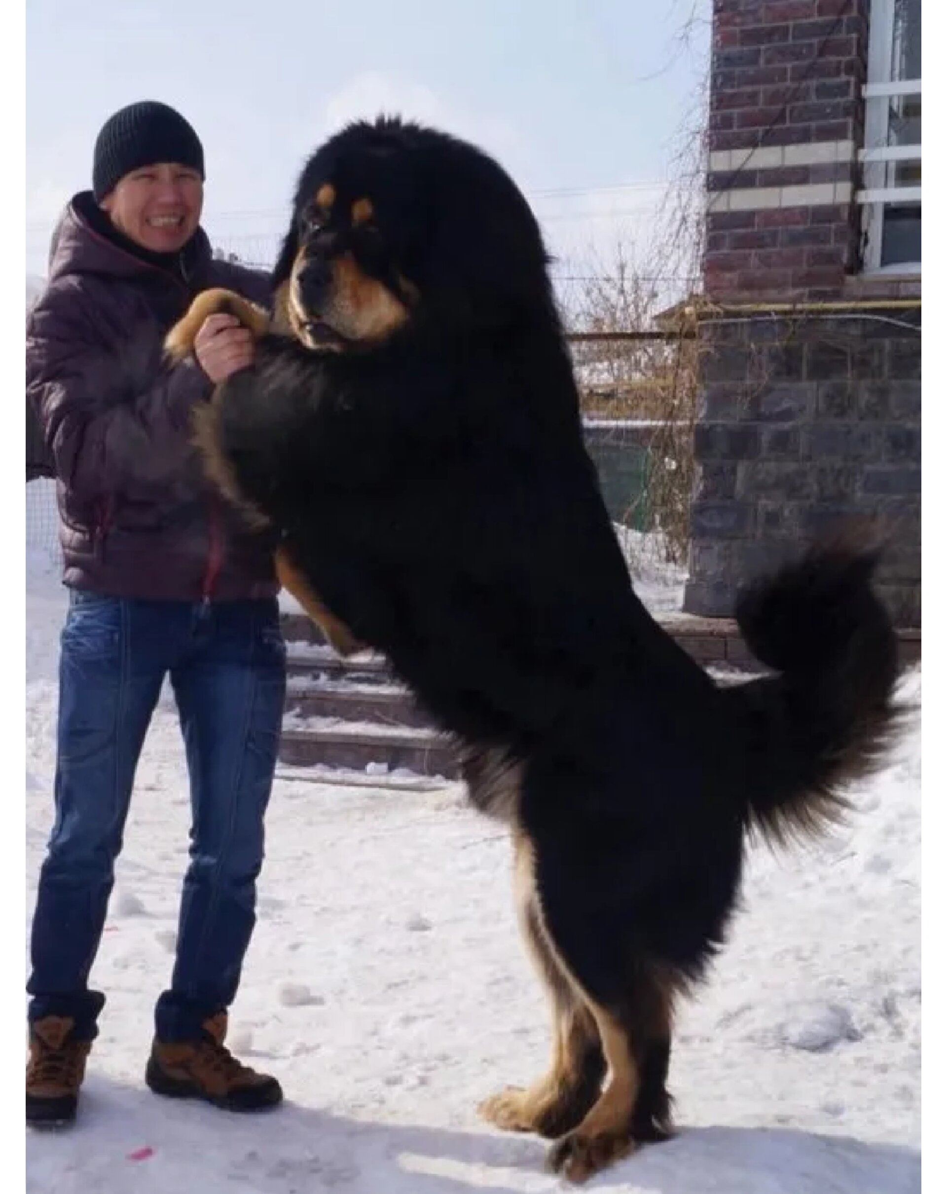 每天认识一种狗/本土犬系列·蒙古獒