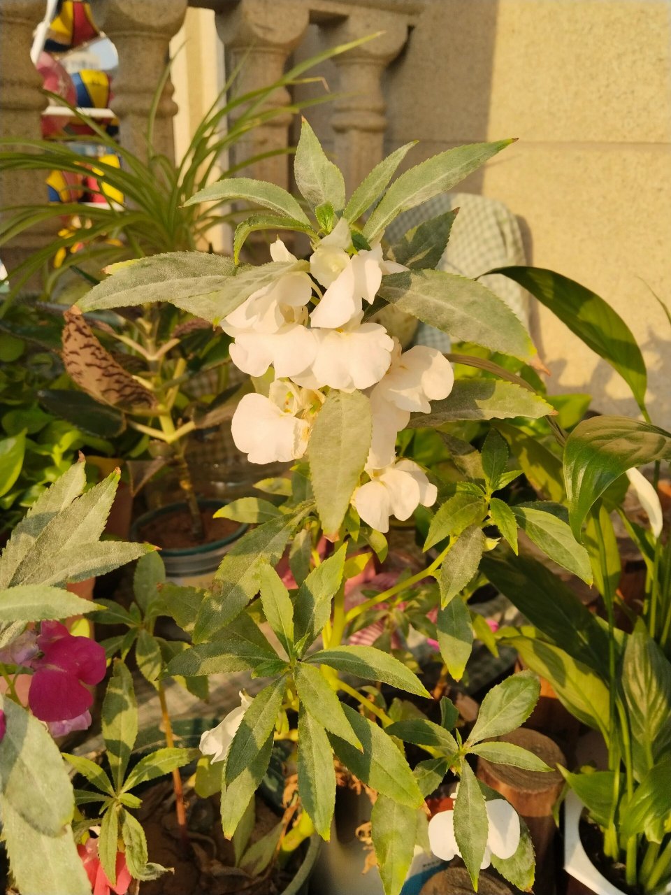 植物·白色凤仙花 摄于2023年11月03日.