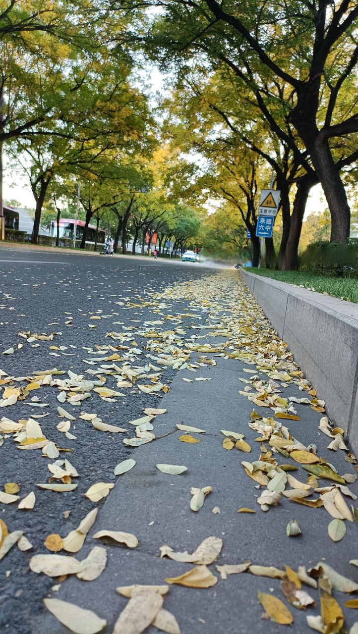 秋天马路边落叶图片图片