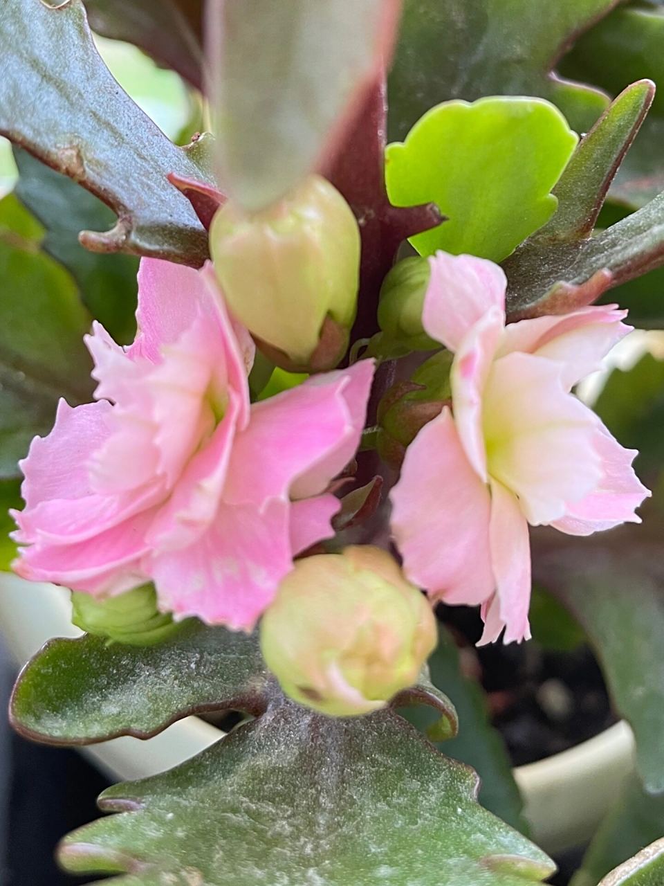 长寿花-奶油慕斯(又名维罗纳,维纳斯) 继连续下雨10多天后的奶油慕斯