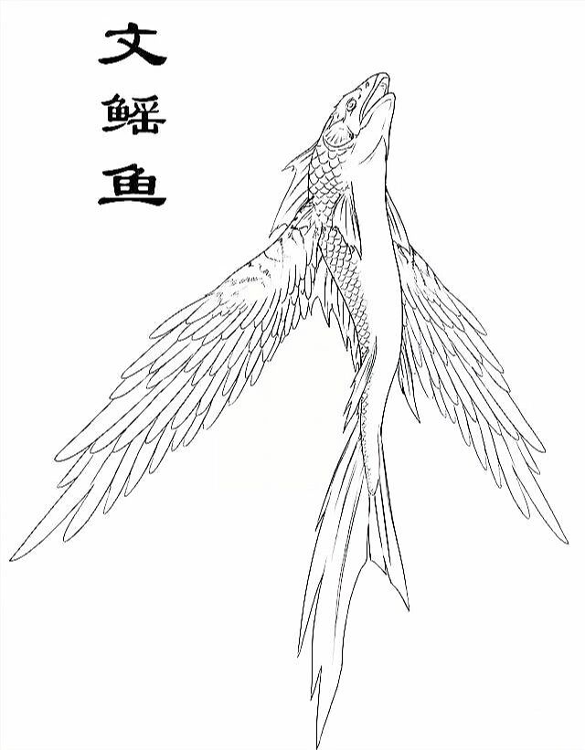 鳐鱼手绘图片