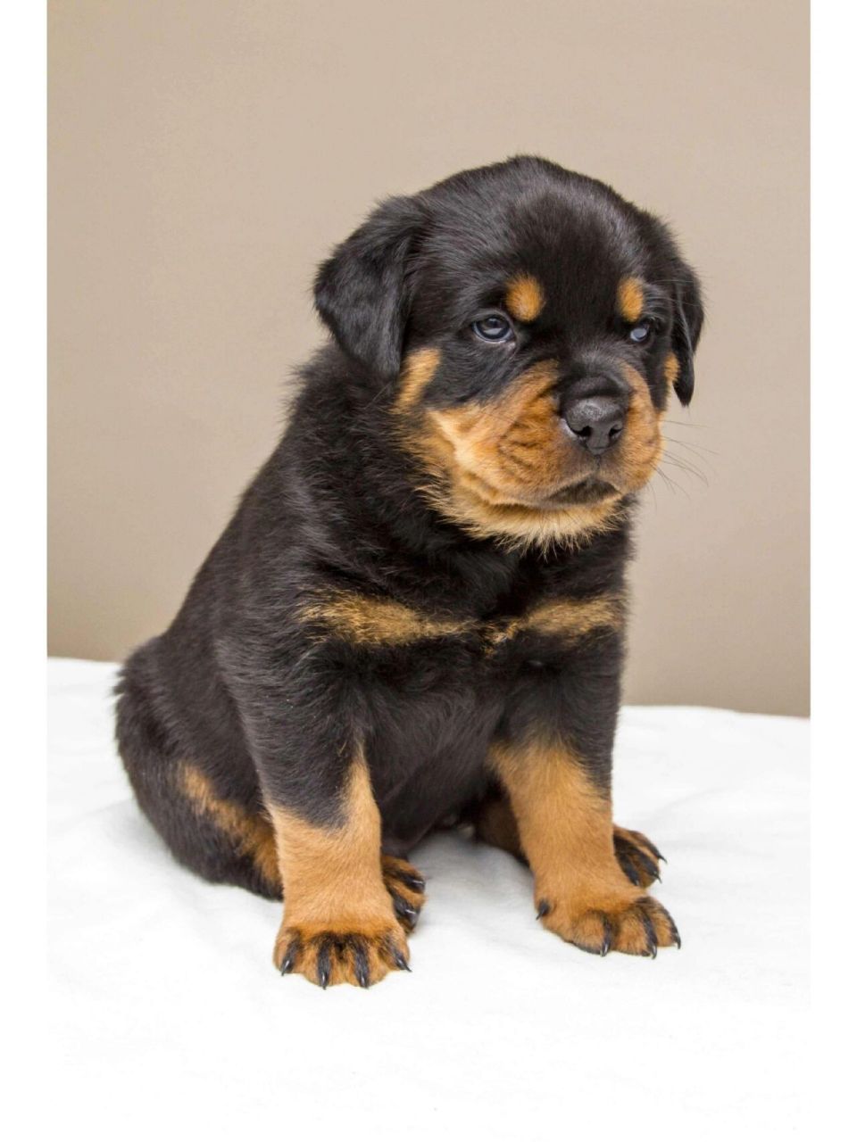 罗威纳犬价格行情德系罗威纳幼犬价格多少钱 一般罗威纳犬的价格在