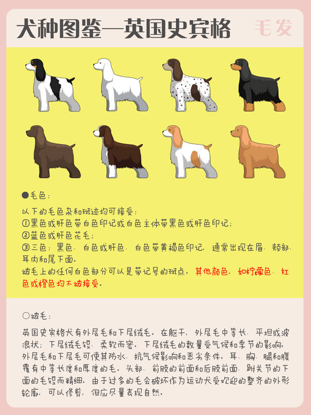 犬种图鉴——英国史宾格犬(六边形战士)