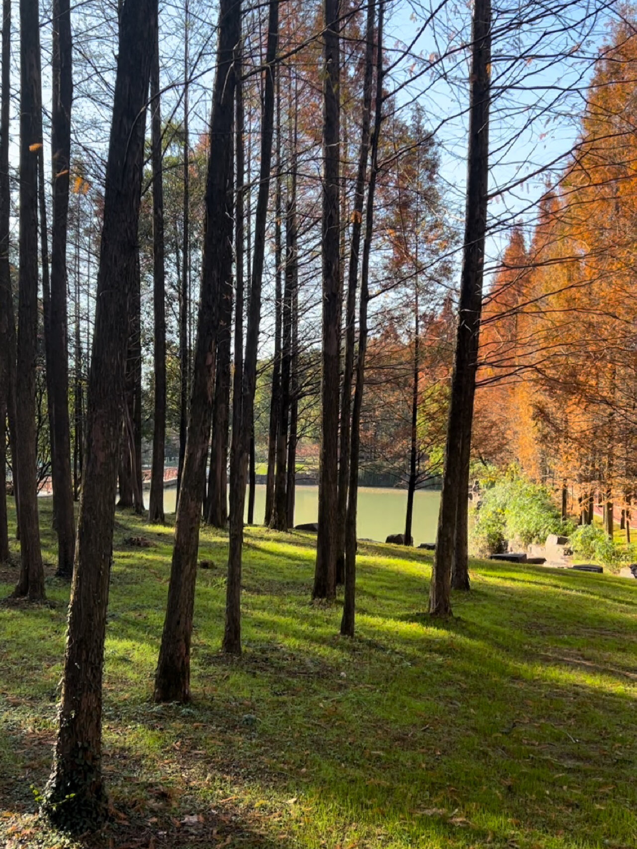 永康|香樟公园居然这么好拍 到处都是91,不如去公园逛逛 冬天的香樟