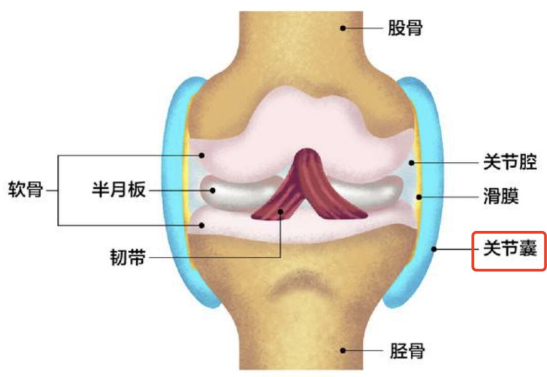 且信且珍膝