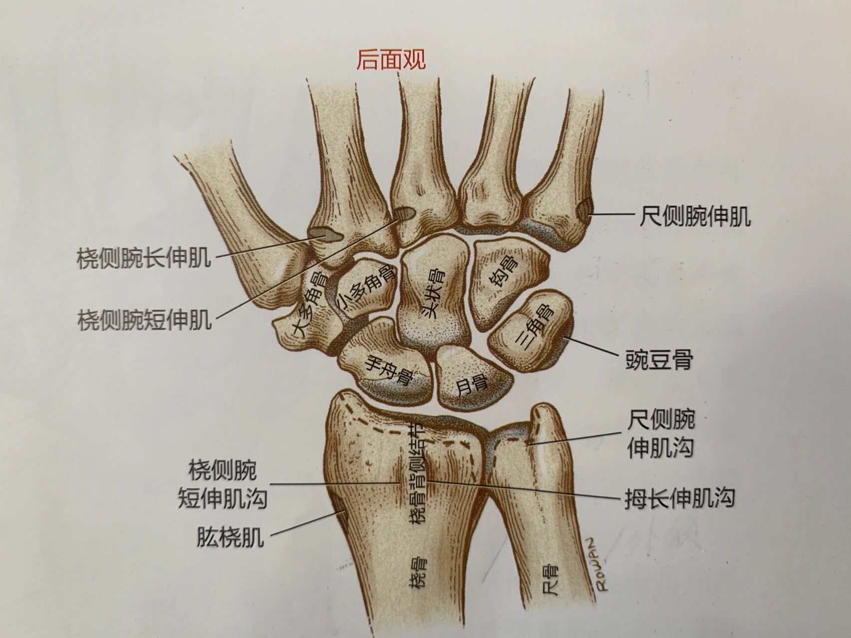 正常人的右手腕骨图片图片