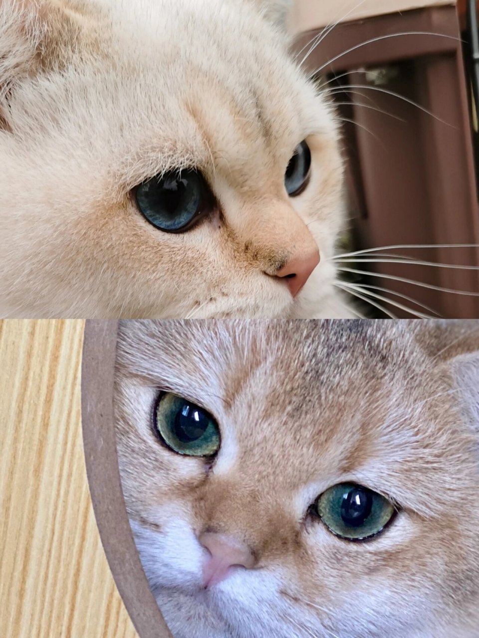 金点和金渐层的区别 1,底层绒毛颜色不同 金渐层的