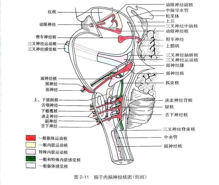 皮质脑干束传导示意图图片