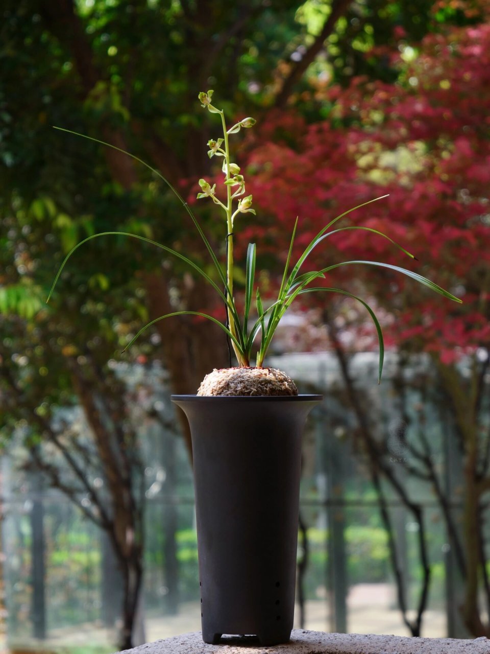 赏蕙·海归蜂巧 心仪十年,终得亲见其容 蕙之风雅,飘门水仙尤最 绿蕙