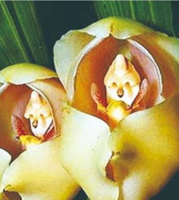 世界之大无奇不有,你认识这些花吗 p1:草原烟别名叫三花水杨梅,它由