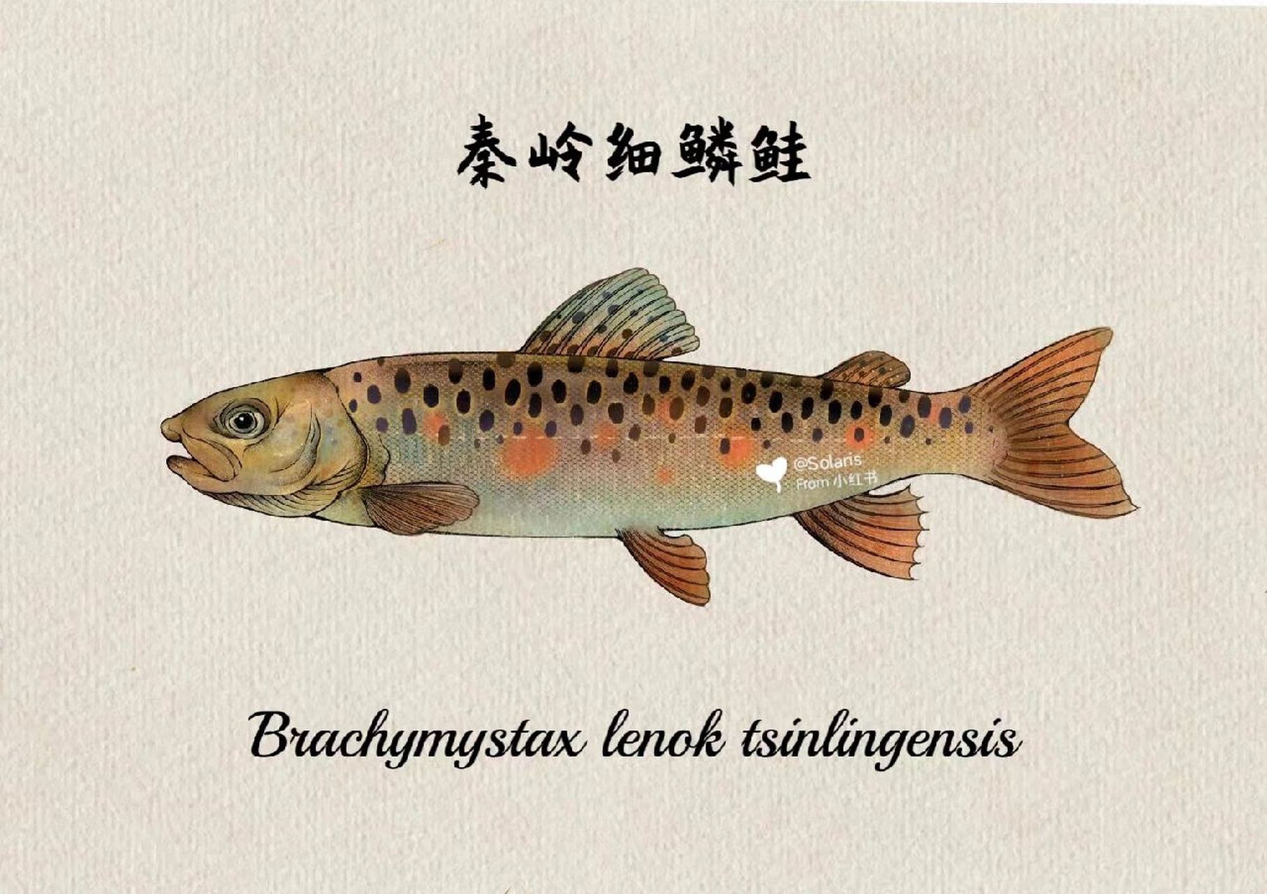 【鱼类图鉴】山溪中的精灵:秦岭细鳞鲑 秦岭细鳞鲑 学名:brachymystax