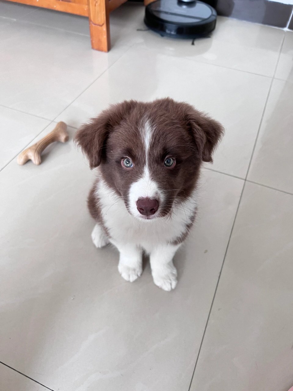 边牧幼犬总是爱咬手怎么办 刚满三个月的边牧,总是爱咬手,手指抠喉咙