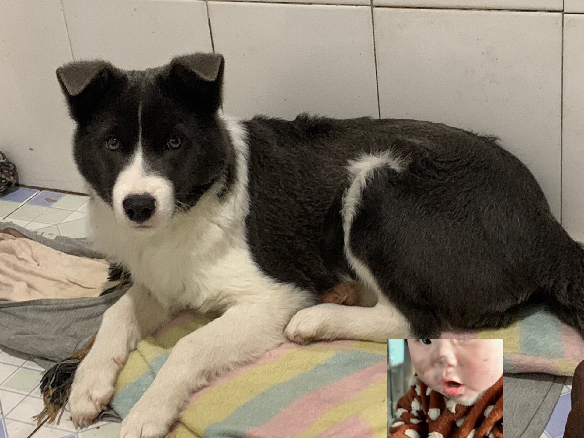 边牧串串,差不多五个月,公狗