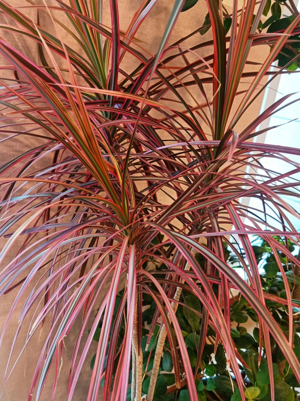 三色千年木,适宜家庭养殖 94三色千年木是龙舌兰科,龙血树属,常绿小