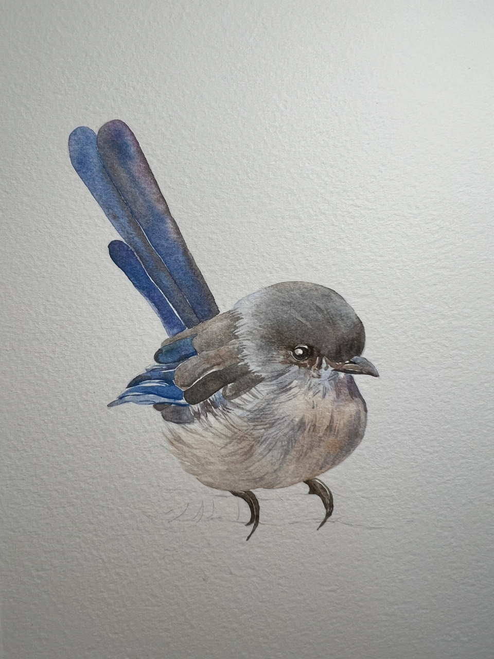 水彩可爱小鸟(附过程图)~ 水彩纸:获多福中粗 颜料:史明克24色