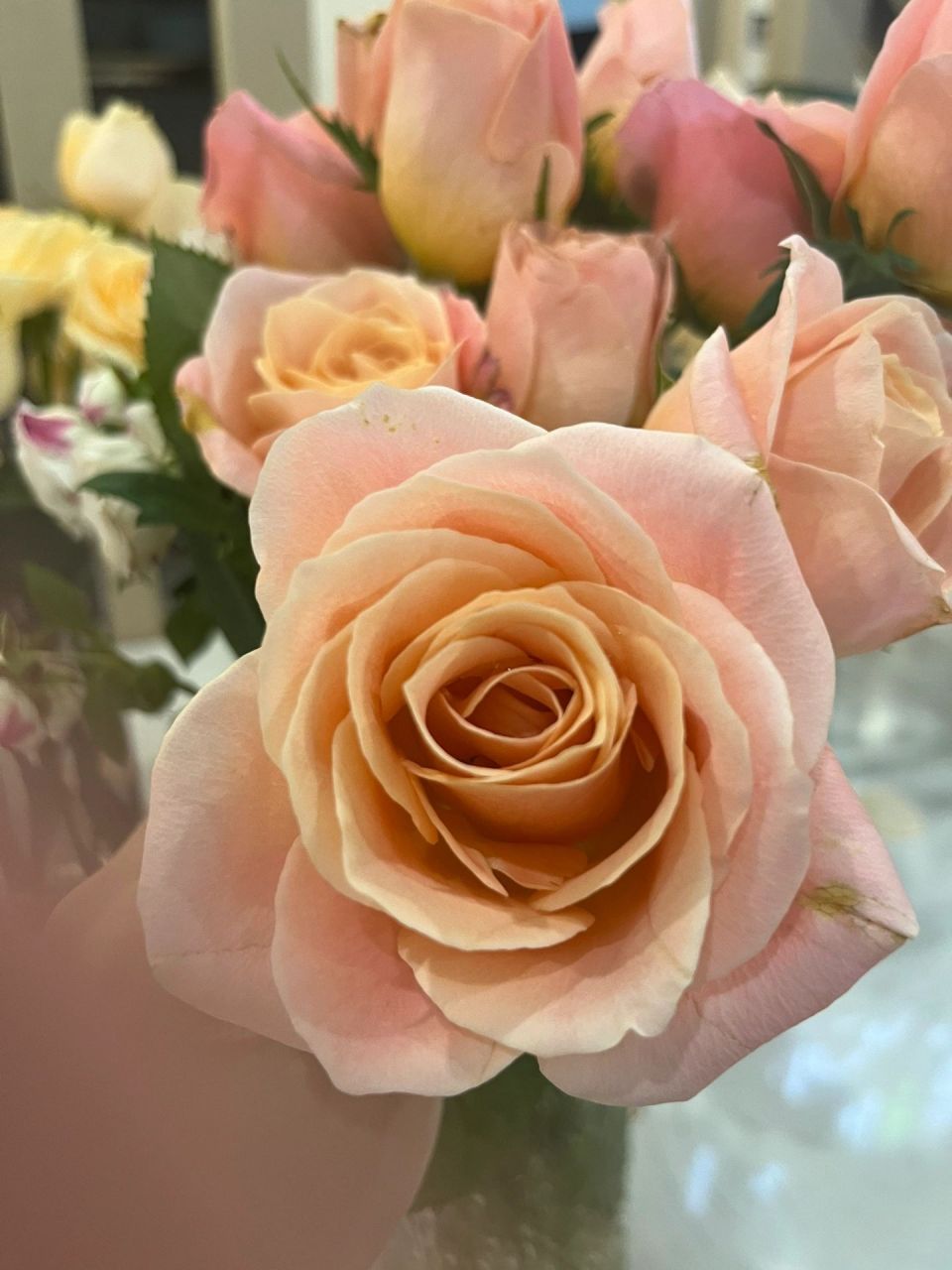 朱小姐玫瑰～温柔且坚定 94特点:朱朱小姐是一种自带香味的玫瑰