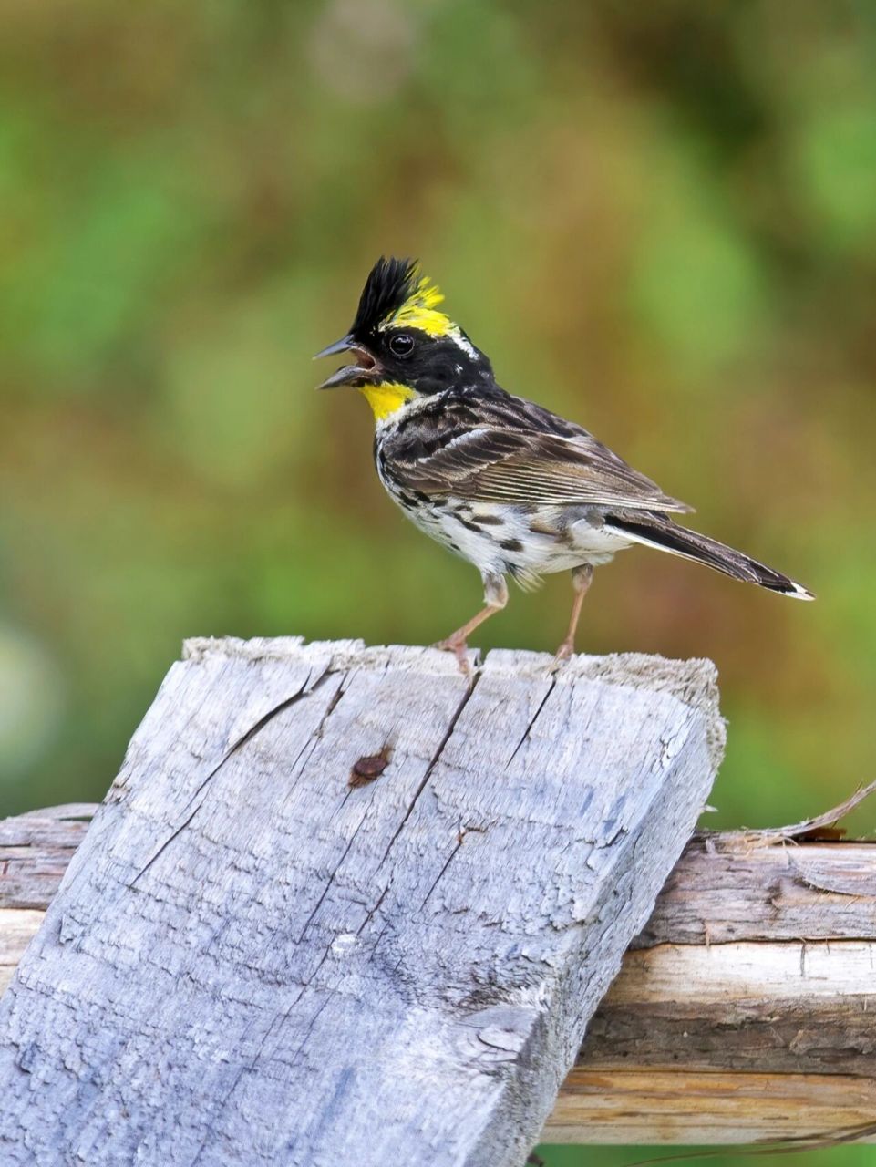 头顶金黄凤冠的黄喉鹀(wú) 野外原创拍摄 	 黄喉鹀,雀形目鹀科鹀属