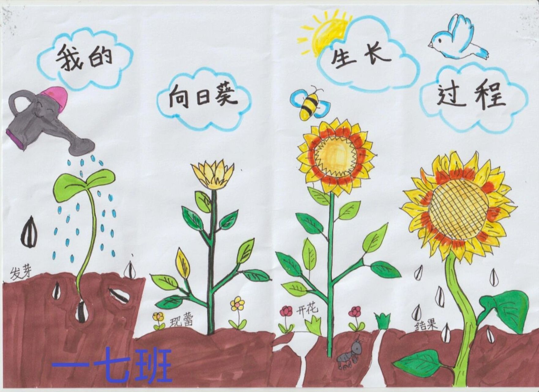 小学生植物画报简单图片