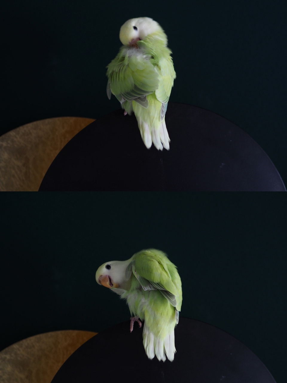 牡丹鹦鹉┃绿绿图鉴!你喜欢哪一种绿!