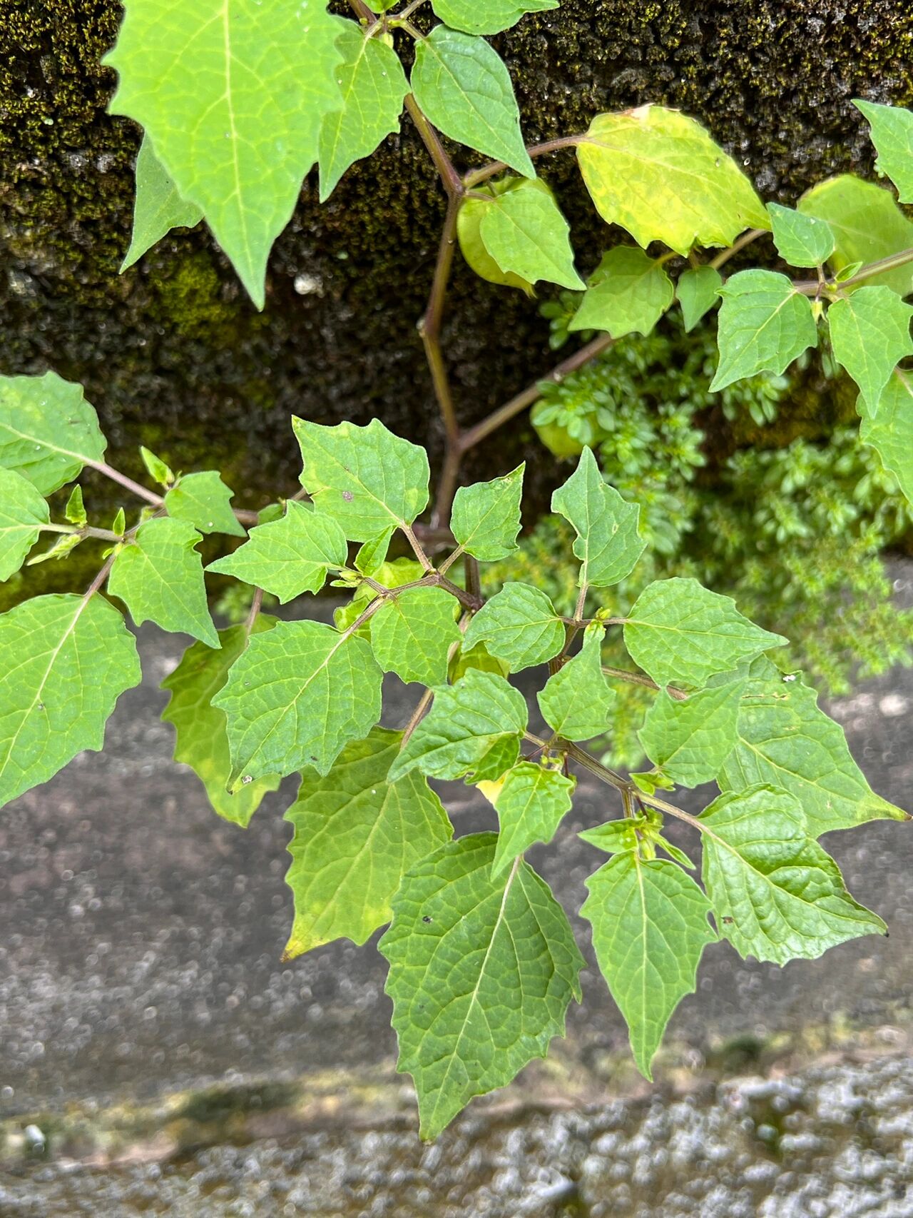 别名:蘵,黄蒢,蘵草,小苦耽,灯笼草,鬼灯笼,天泡草,爆竹草,劈柏草