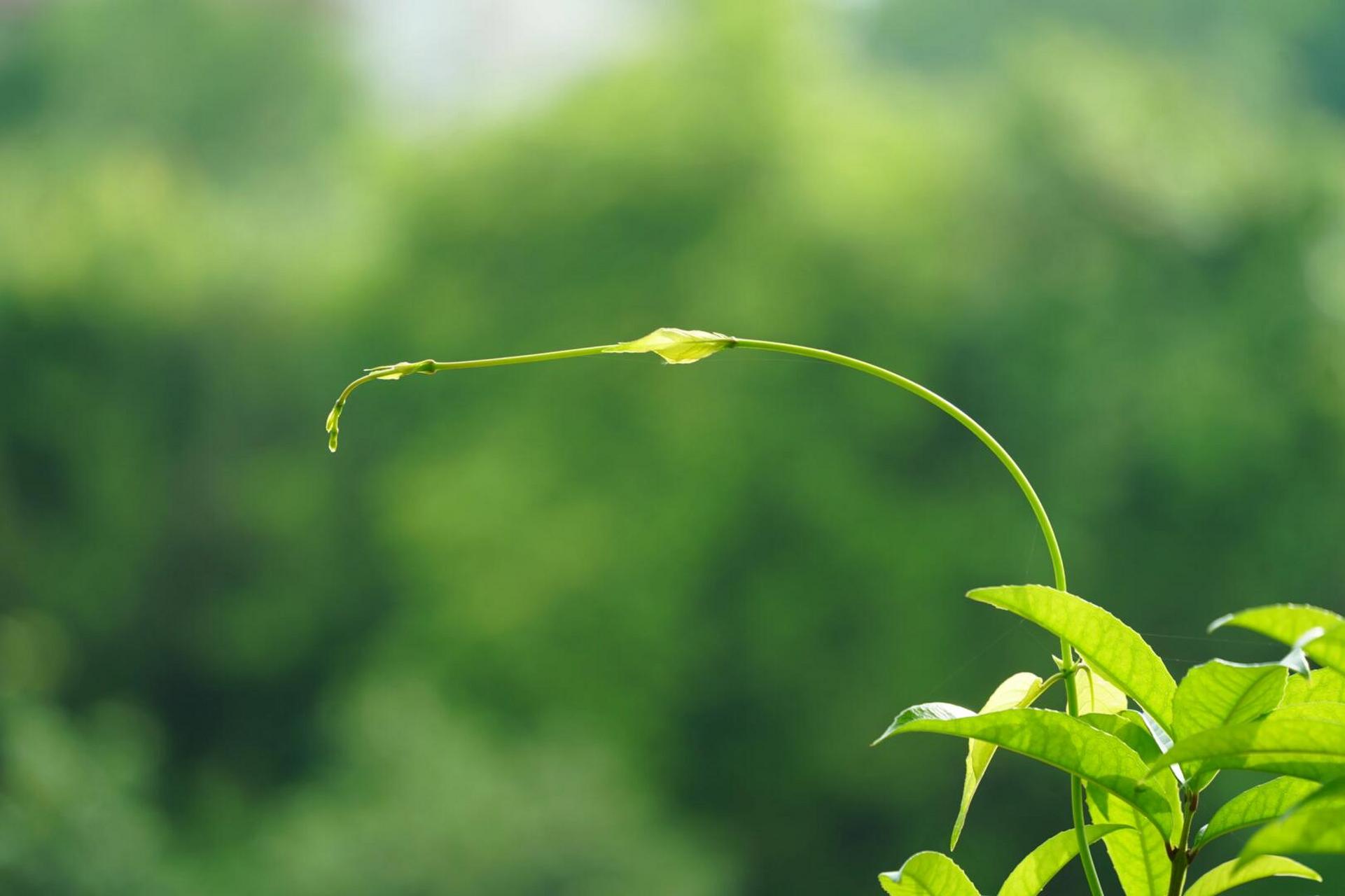 论索尼直出的绿色有多绝 91:a7c 28-200