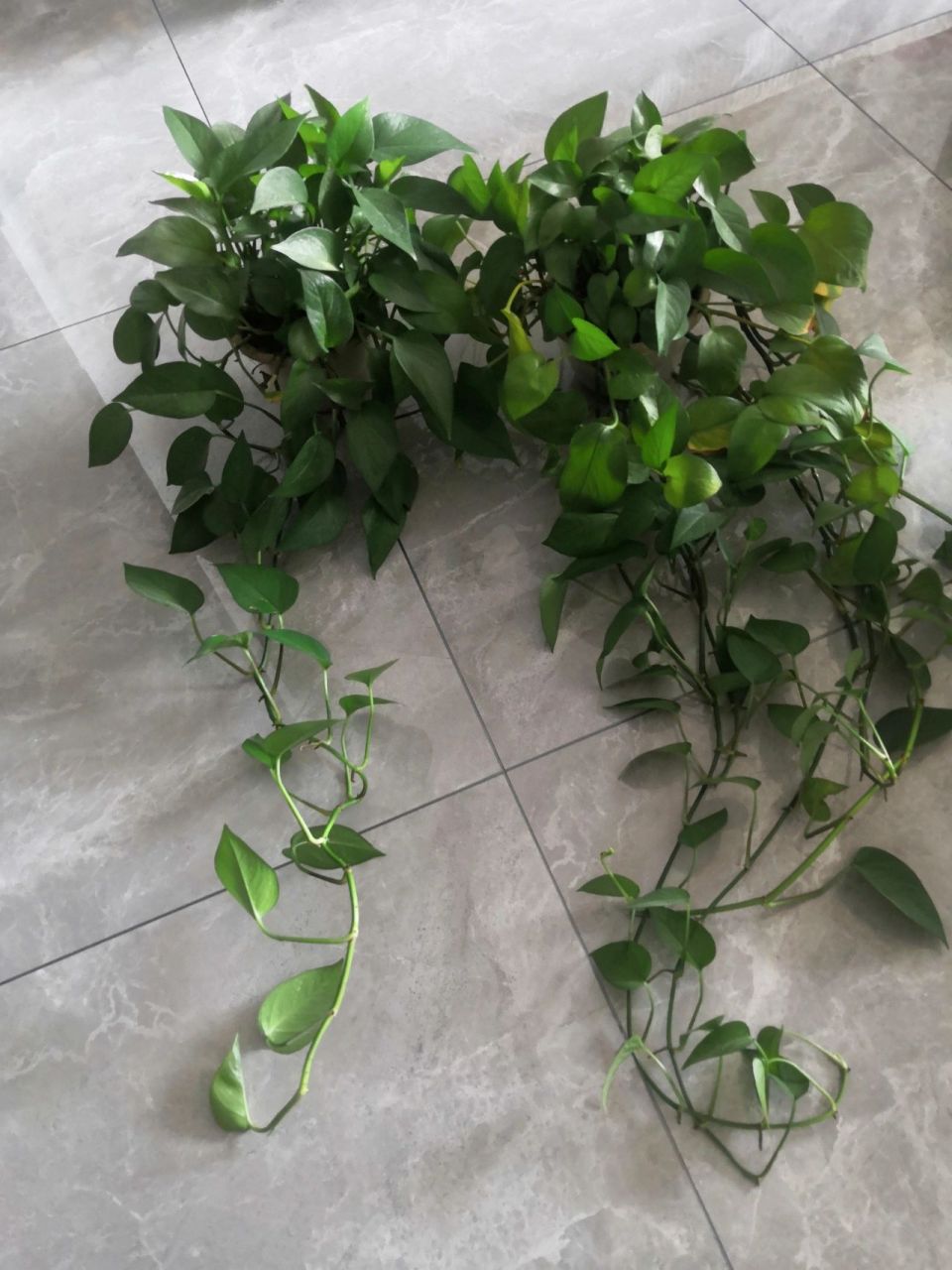绿萝长藤怎么弄 养了三年的绿萝,长条有点舍不得剪,家里也没有高的