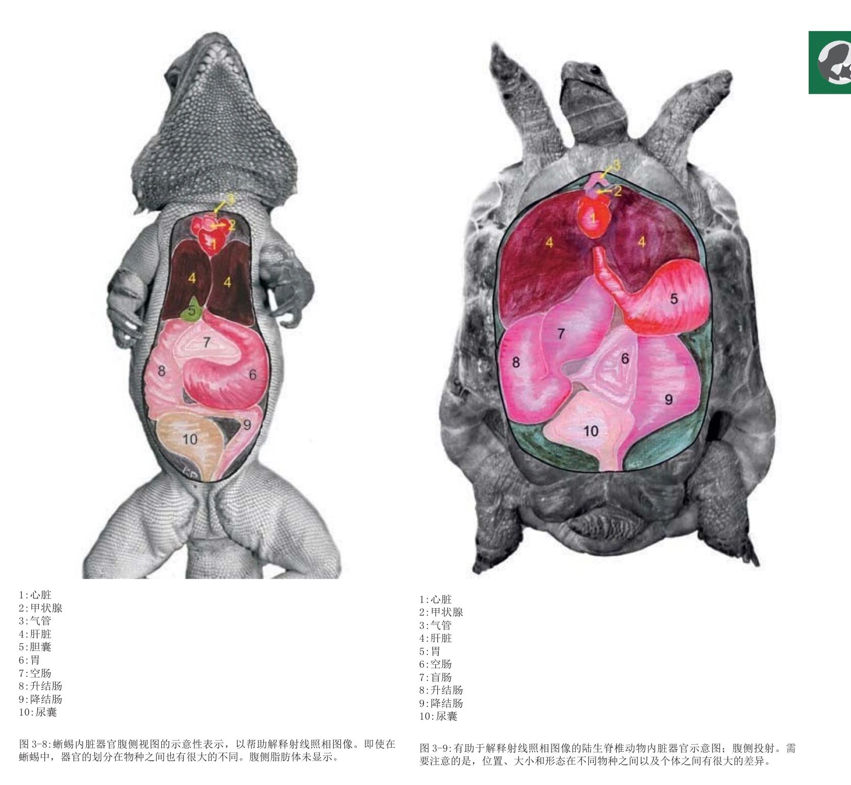 来啦,久等了～九图解决蜥蜴和龟类x线解剖图谱