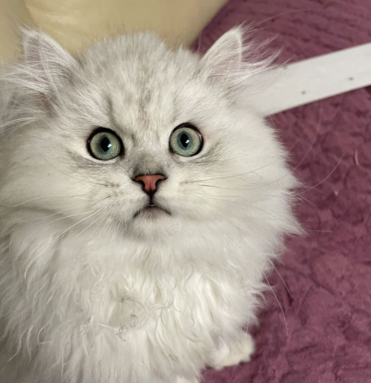 猫咪褪蓝膜记录95 nico的蓝膜褪完啦～ 图16615 :3月5日晚 图2