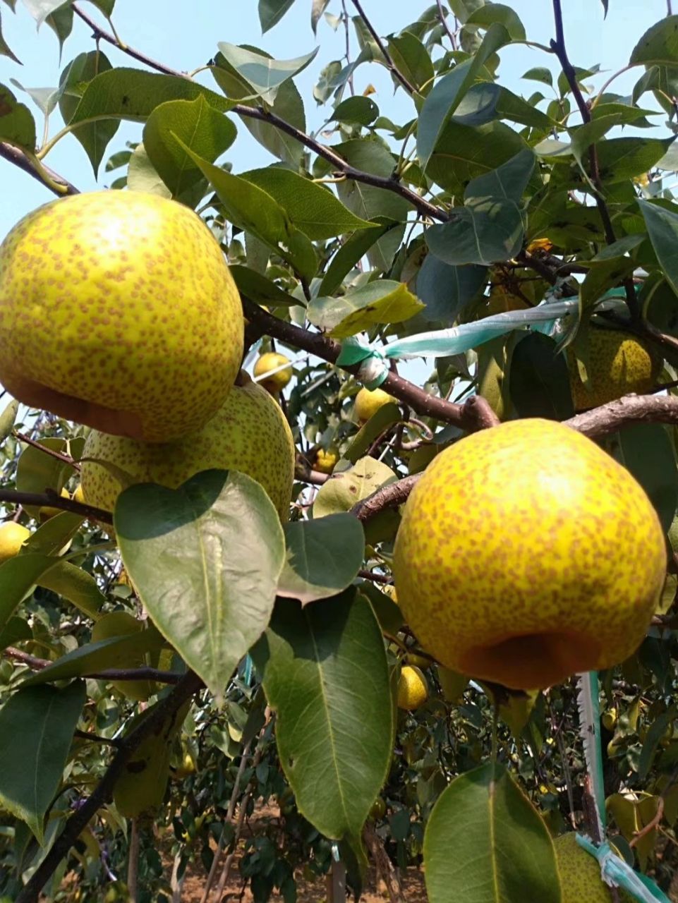 莱阳特产莱阳梨 正宗山东烟台莱阳梨超脆甜新鲜水果10斤左右整箱批发