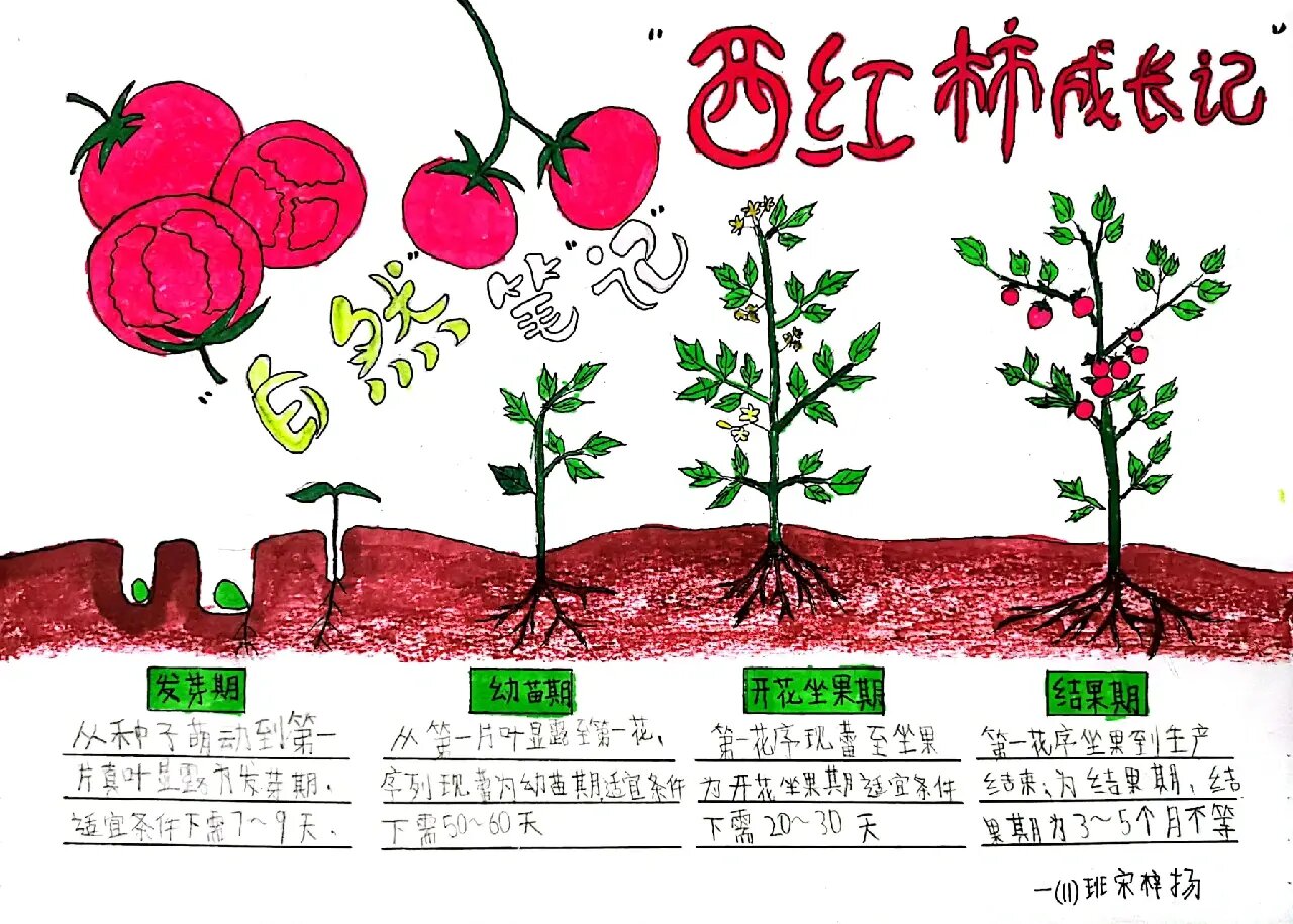 西红柿成长日记手抄报