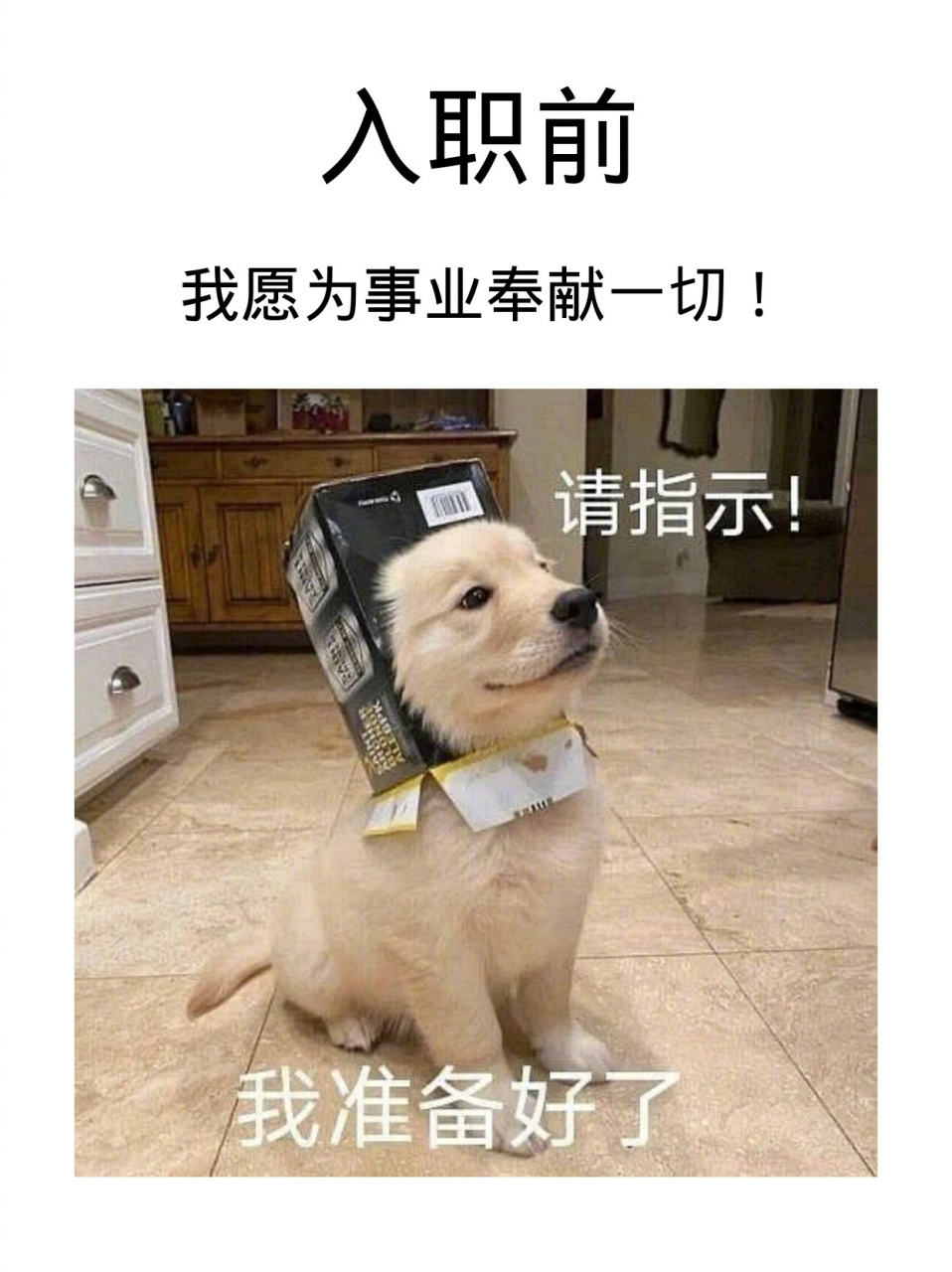 但是修勾表情包版,太可爱噜  你入职后的工作状态和面试的时候说的一