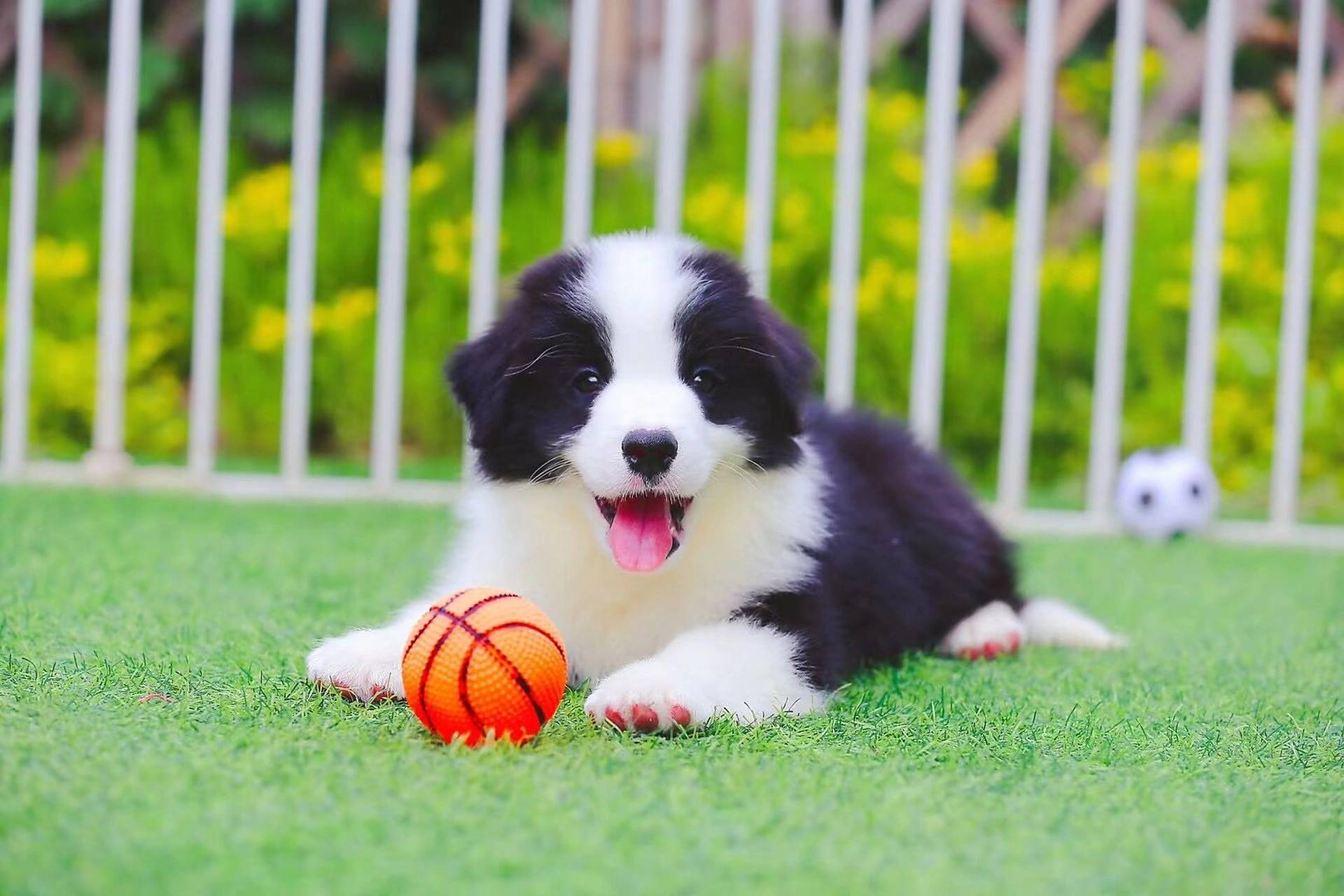 暑假和小边牧在一起 才是暑假… 90#边牧幼犬# #边牧日常# #边牧