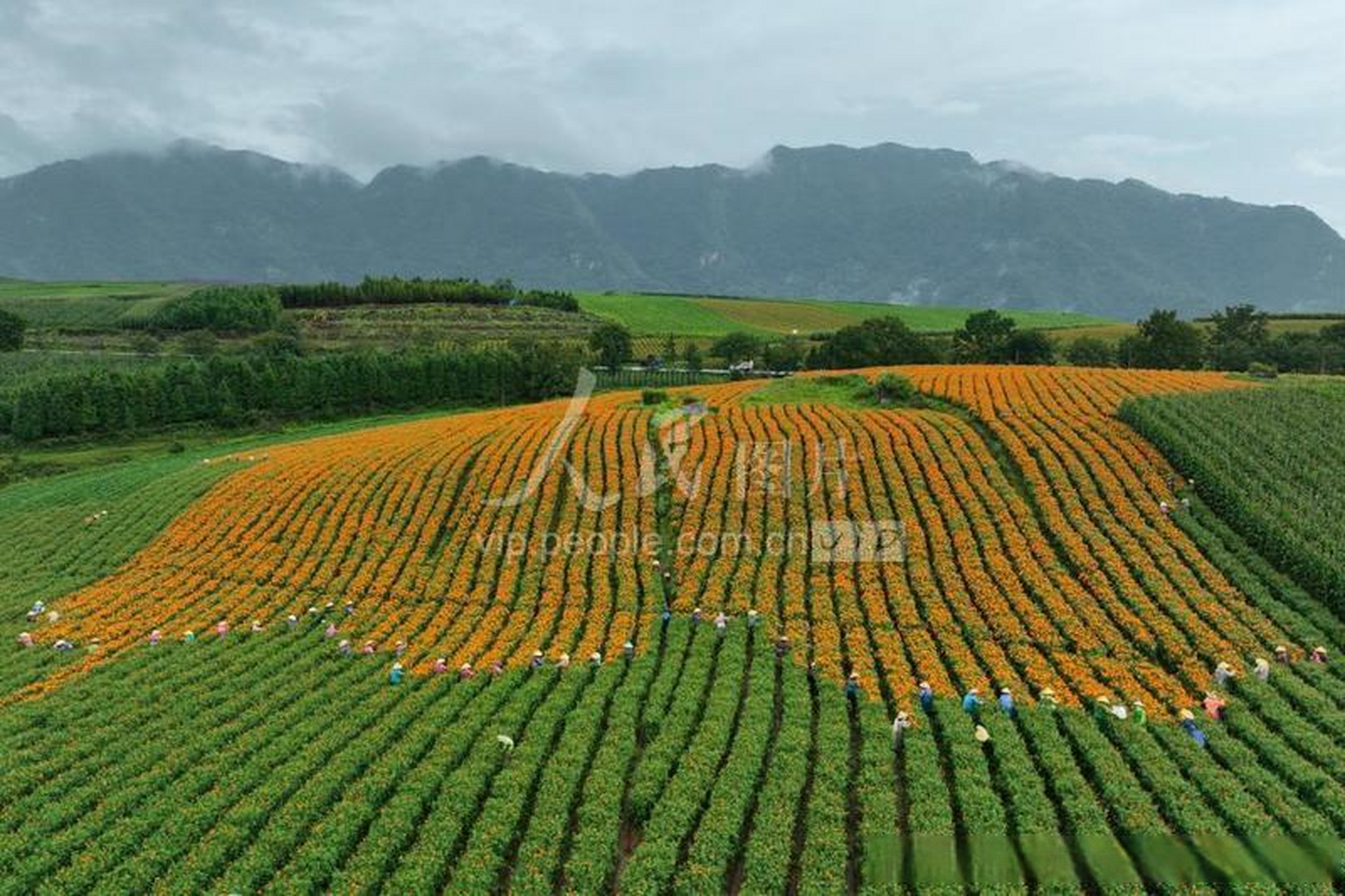 腾冲资讯# 【云南腾冲:采收万寿菊】在云南省腾冲市明光镇凤凰社区